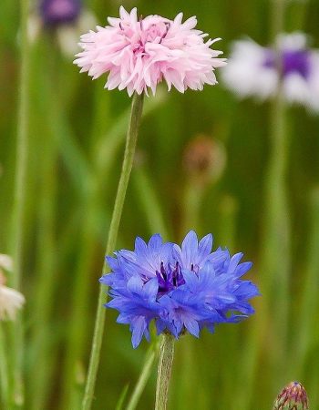 knapweeds-flowers-garden-7225575 knapweeds, flowers, garden-7225575.jpg